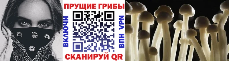 Купить где Новая Ляля Псилоцибиновые грибы GOLDEN TEACHER
